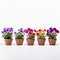 Vibrant Potted Flowers: A Captivating Display Of Color And Symmetry