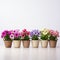 Vibrant Potted Flowers On White Background - Bold Chromaticity And Soft-focus Technique