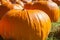 Vibrant Pumpkin Patch Harvest in Rustic Countryside