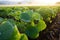 vibrant pumpkin patch with morning dew