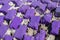 Vibrant Purple Bricks