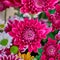 Vibrant purple chrysanthemum closeup