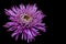 Vibrant purple chrysanthemum flower close up