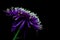 Vibrant purple chrysanthemum flower close up