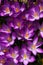 Vibrant Purple Crocuses 2 - Early Spring Flower - Iridaceae iris family