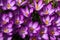 Vibrant Purple Crocuses 4 - Early Spring Flower - Iridaceae iris family