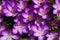 Vibrant Purple Crocuses - Early Spring Flower - Iridaceae iris family