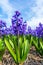 Vibrant purple dutch common hyacinth flowers close up