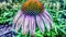 Vibrant purple echinacea blossom, a single object in nature garden generated by AI