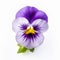 Vibrant Purple Flower On White Surface: A Symmetrical Asymmetry