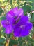 Vibrant Purple Flowers