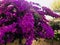 Vibrant purple flowers lining a walkway on the beautiful island of Losinj