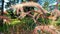 The vibrant purple fountain grass at the side of pond in the garden in horizontal slow motion