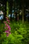 Vibrant Purple Foxglove in a Forest in Scotland With Green Leaves and Blue Bokeh Background