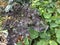 Vibrant Purple Kale in Wild Garden on Bright Autumn Day