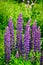 Vibrant purple lupins