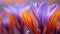 Vibrant Purple And Orange Crocus: Detailed Close-up With Blurred Background