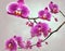 Vibrant Purple Orchids with Water Droplets