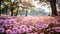 Vibrant Purple And Pink Daisy Fields In A Romantic Park