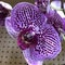 Vibrant purple spotted moth orchid