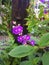 Vibrant purple tropical Silverleafed princess flowers