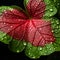 Vibrant Rain-kissed Leaf: A Captivating Close-up In Organic Contours