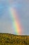 Vibrant rainbow arching across a clear blue sky above lush green trees