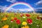 vibrant rainbow over a wildflower meadow