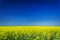 Vibrant rapefield and blue sky.