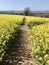 Vibrant rapeseed field in hilltop