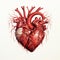 Vibrant Realism Illustration Of Muscular Human Heart On White Background