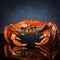 Vibrant Realism: A Stunning Studio Shot Of A Traditional Chinese Crab