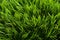 Vibrant and realistic artificial grass texture background for design and decoration purposes