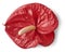 vibrant red anthurium flower head isolated