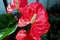 Vibrant Red Anthurium Flowers