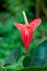 Vibrant red Anthurium lily.