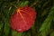 A vibrant red Aspen leaf on Spruce branches during autumn foliage in boreal forest of Estonia, Northern Europe.