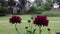 Vibrant red asters swaying gently in the breeze, creating a mesmerizing dance of color in a garden setting.