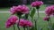 Vibrant red asters swaying gently in the breeze, creating a mesmerizing dance of color in a garden setting.