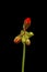 Vibrant red blooming geranium or pelargonium flowers on black background.