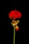 Vibrant red blooming geranium or pelargonium flowers on black background.