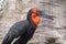 Vibrant red-breasted Hornbill perched on a tree trunk in a zoo