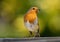 Vibrant red breasted robin perched on a wooden railing, capturing a small insect in its beak