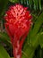 Vibrant red bromiliad