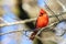 Vibrant red cardinal perched atop a barren tree branch in a tranquil outdoor setting