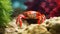 Vibrant Red Crabs: Captivating Marine Animals For Aquarium Enthusiasts