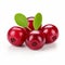 Vibrant Red Cranberry With Green Leaf - Limited Color Range
