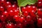 Vibrant Red currant berries closeup. Generate Ai