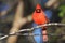 Vibrant red-feathered cardinal perched atop a sturdy tree branch