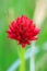 Vibrant red flower Gymnadenia